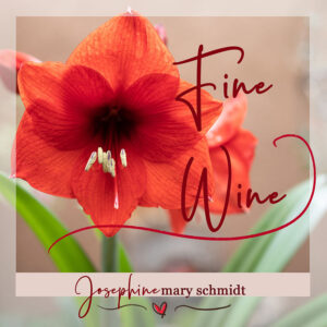 Photograph of a red Amaryllis bulb flower with text Fine Wine - Josephine Mary Schmidt Music Album Cover.