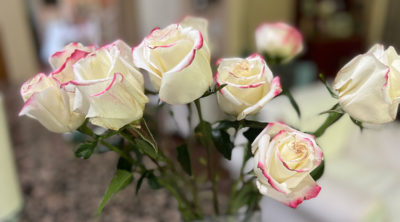 Sweetness Rose in Vase on Kitchen Bench