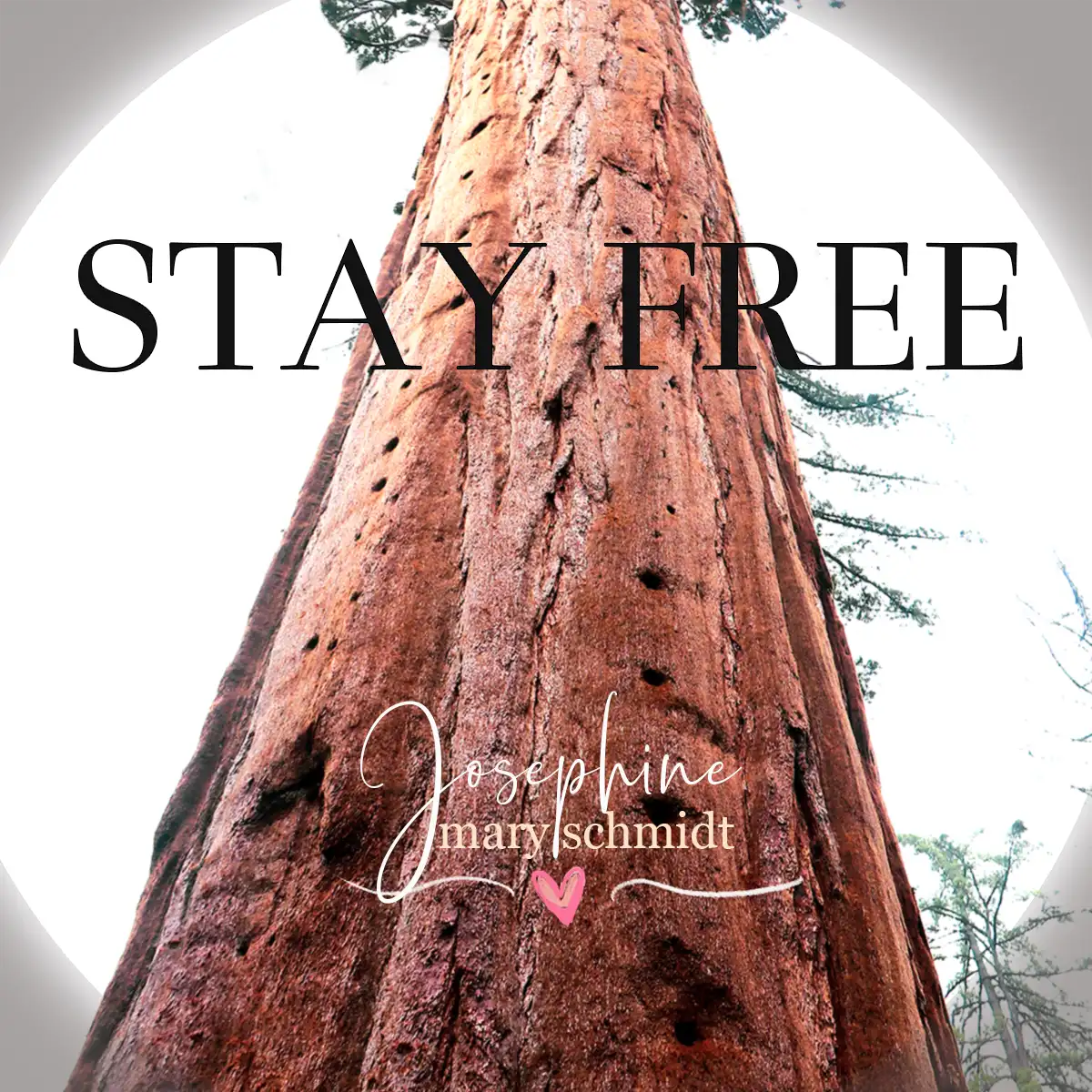 Album cover for Stay Free by Josephine Mary Schmidt features a giant sequoia redwood tree, photographed in the Sequoia National Park, California.