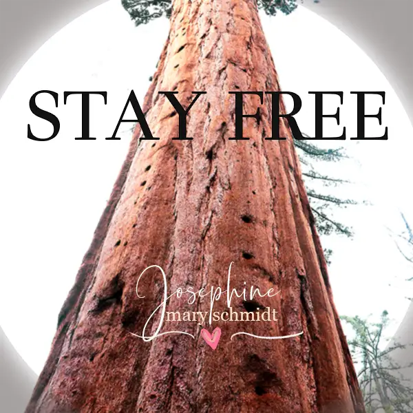 Album artwork for Stay Free by Josephine Mary Schmidt featuring a tall sequoia redwood tree.