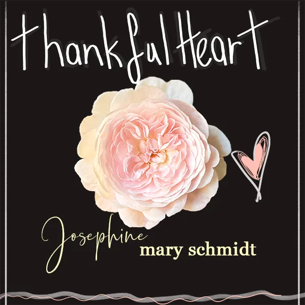 Single artwork for Thankful Heart by Josephine Mary Schmidt featuring a Queen of Sweden pink rose against stark black.